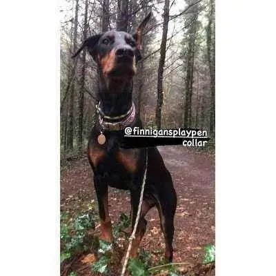 "The Kaya" Bespoke Dog Collar for Large Breed Dogs Finnigan's Play Pen